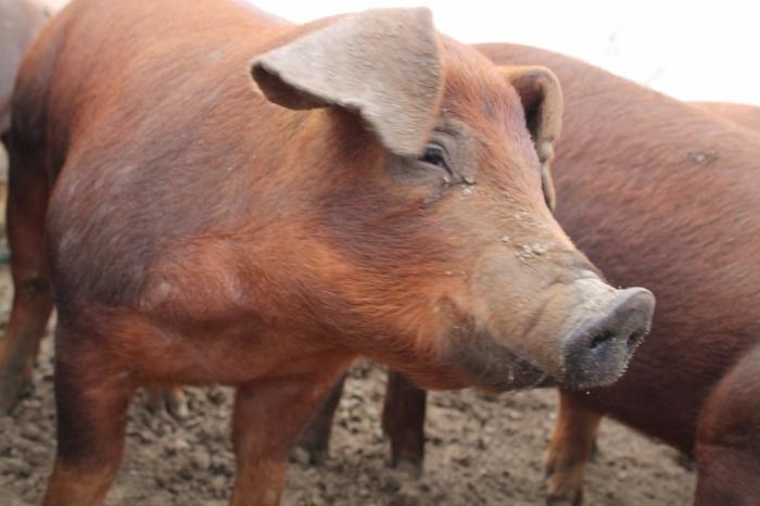 Duroc - sertéssertés, az egyik legjobb a világon