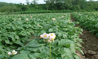 Burgonya: termesztése és ápolás az elővárosi területen