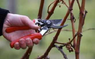 Tippek a szibériai szőlőtermesztésről