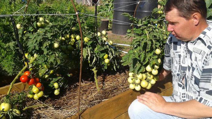 Tomato Snowy Tale: Növekvő, vélemények, fényképek