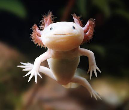  állati axolotl