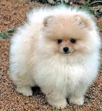 Pomeranian Spitz típusok