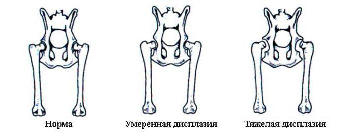 csípő diszplázia a kutyák tüneteinek kezelésében