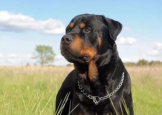 Rottweiler: hogyan kell nevelni egy kölyöket?