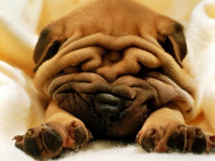 shar pei leírás