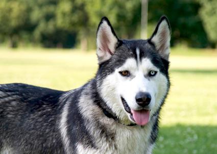 a Husky fajta kutyái 