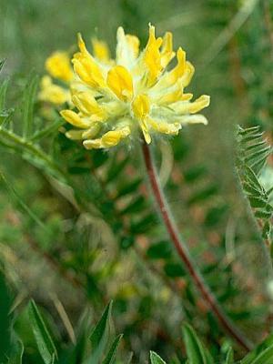 Astragalus gyapjúvirág: gyógyhatású tulajdonságok és növekvő a kertben