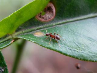 A harc a kertben lévő hangyákkal, vagy hogyan lehet megszabadulni a meghívott vendégektől