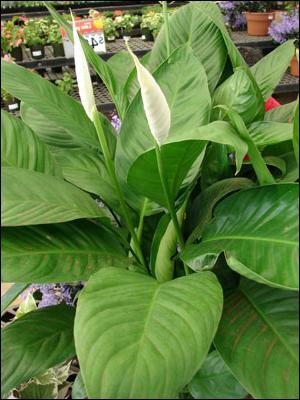 Virágok spathiphyllum - 