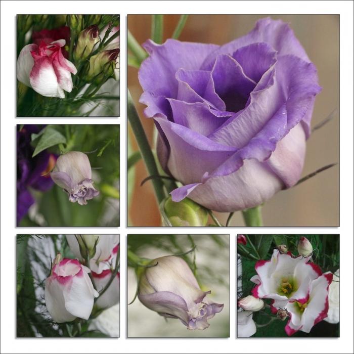 eustoma otthon