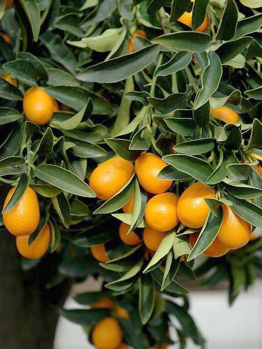 Hogyan telepítsük, hogyan lehet propagálni, hogyan kell törődni: Citrus Fortunella - öröm az otthonában