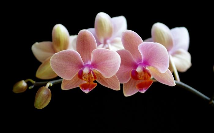 Hogyan nőhetnek orchideák otthon? Ezeket a gyönyörű virágokat törő titkai