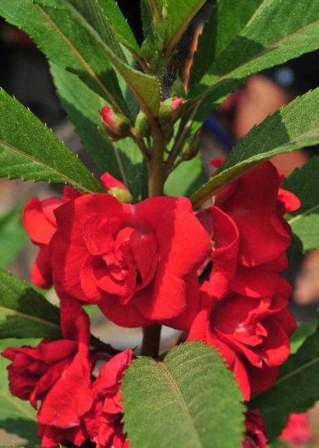 piros virág balsam