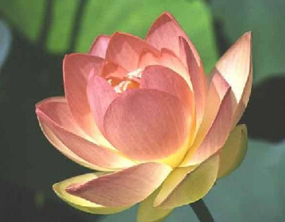 Lotus - a férfi és a nő egyesülésének virága