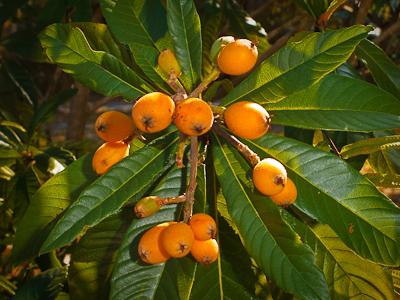 Mexikói loquat