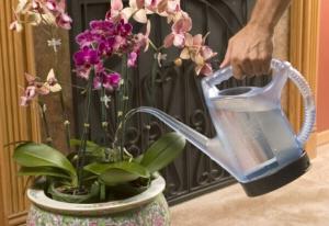 Orchid: hogyan kell a vízi virágot helyesen