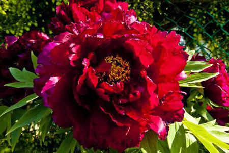 A Peony Red Magic a legjobb választás a kertjéhez