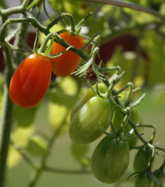 Tomato Rio Grande: fajta leírása és termesztése