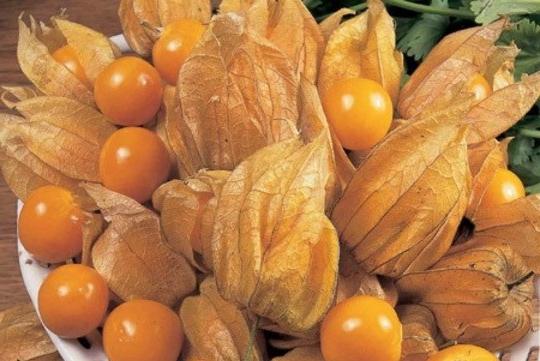 Ehető Physalis: A magok termesztése