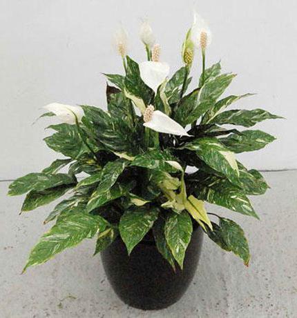 Spathiphyllum Domino: a növény gondozása