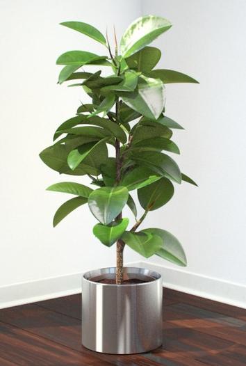 Bonsai ficus - az erdő a ház belsejében