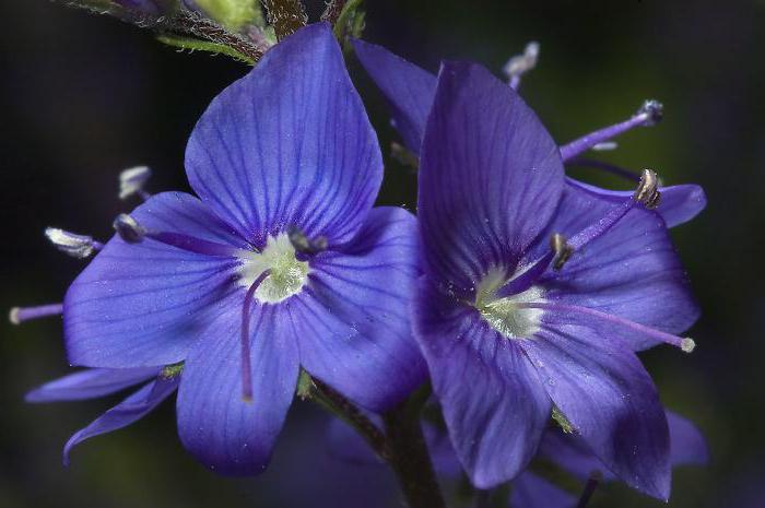 Az angyal napja. Veronica - a név rejtélye