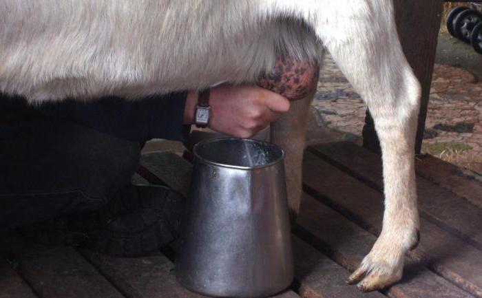 tej kecske kalóriát 100 grammra 