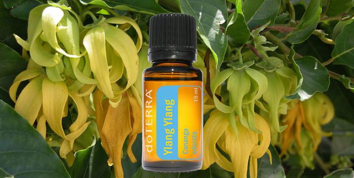 Ylang-ylang haj olaj. Ylang Ylang olaj: Haj maszk