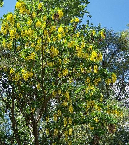 Acacia sárga - olyan növény, amely nem igényel gondoskodást