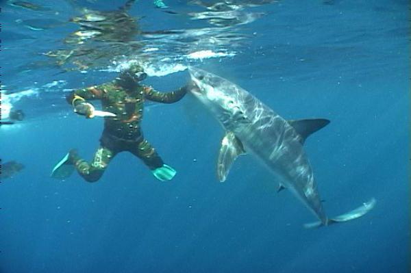 Shark-mako: fotó és leírás. Shark-Mako Speed ​​in Attack