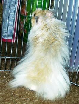 angora hörcsög