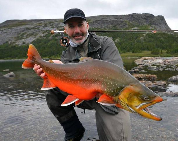 Arctic char: halak, leírások, termesztés, horgászat