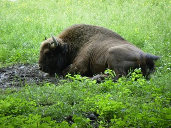 Voronezh bioszféra rezervátum. Kaukázusi bioszféra rezervátum. Duna Bioszféra Rezervátum