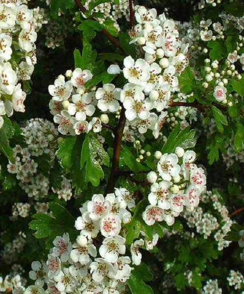 Hawthorn - a népi gyógyászatban használt előnyök és károk