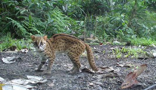 Amur leopárd macska 