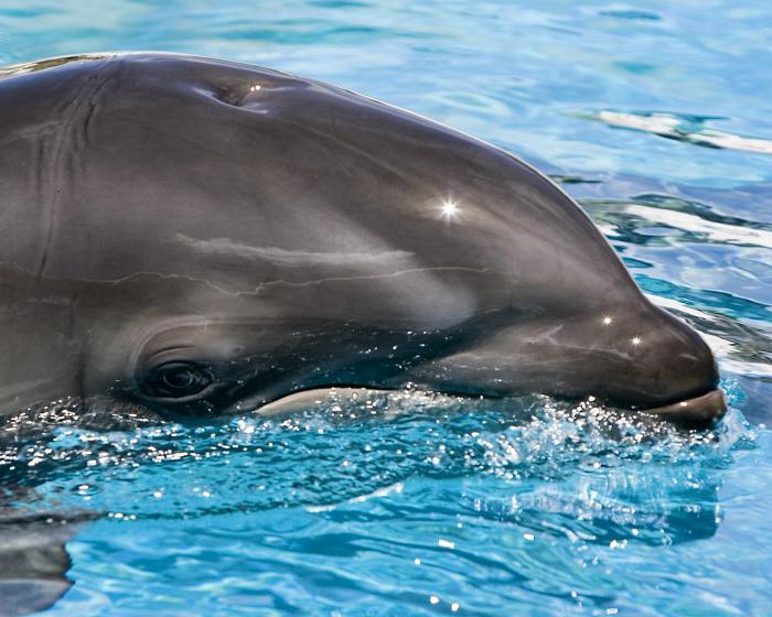 A fekete-tengeri delfin. A delfinek típusai