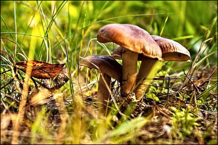 gomba helyek a Gatchina kerületben