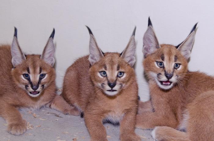 caracal macskák