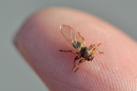 Elk fly - haragos parazita