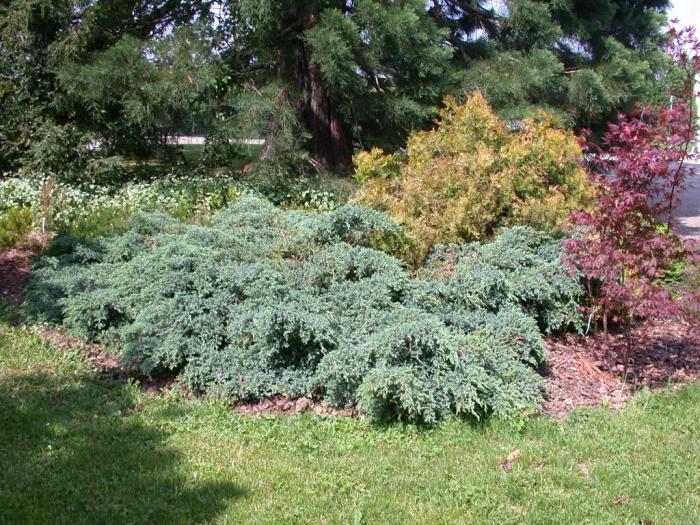 Juniperus kék szőnyeg - tűlevelű díszcserje