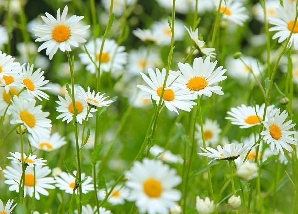 Leucanthemum vulgare - rendes kamilla, szokatlan tulajdonságokkal