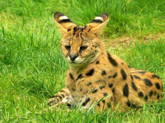 Serval cat