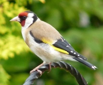 goldfinch fotó