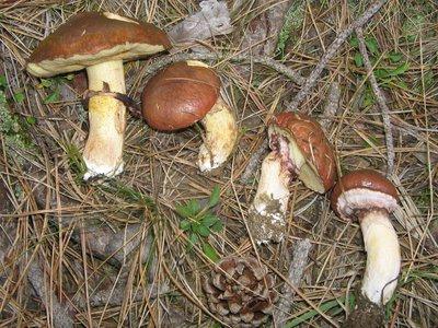 Csendes vadászat: étkezési őszi gombák