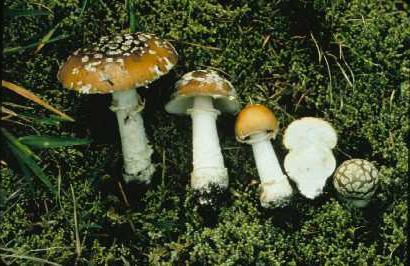 Mérgező gomba - panther fly agaric