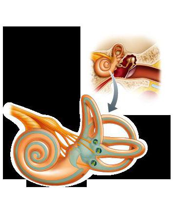 A vestibularis készüléket egy cochlea és két félköríves csatorna képezi