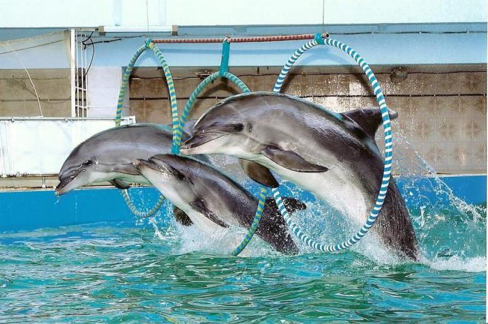 Evpatoria Dolphinarium: bemutatók, fotók és vélemények