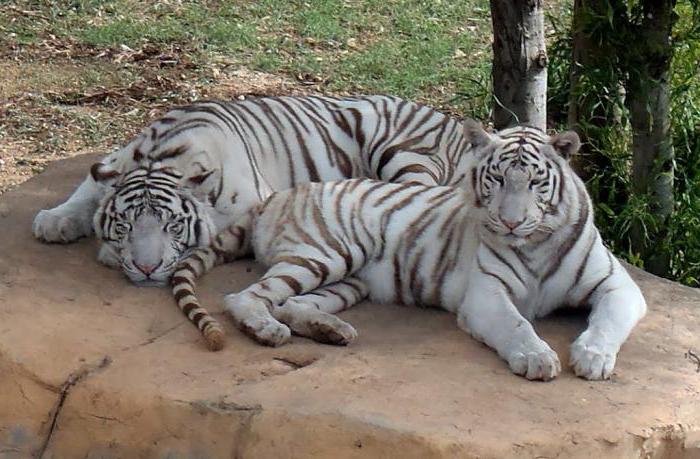  zoo frigia tunis értékelés