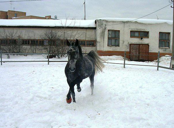 Érdemes meglátogatni a Ramenskoye Hippodromot?