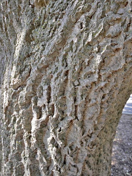 Amur bársony. A gyógyító fa gyógyító tulajdonságai